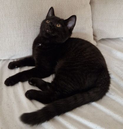 Schwarzes Britisch Kurzhaar Kitten (sofortige Abholung möglich)