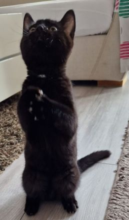 Schwarzes Britisch Kurzhaar Kitten (sofortige Abholung möglich)