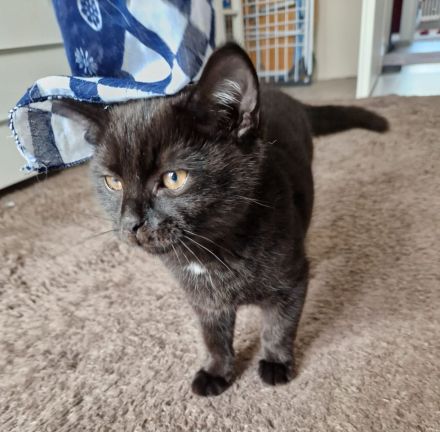 Schwarzes Britisch Kurzhaar Kitten (sofortige Abholung möglich)