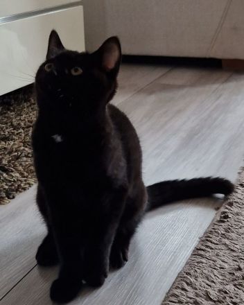 Schwarzes Britisch Kurzhaar Kitten (sofortige Abholung möglich)