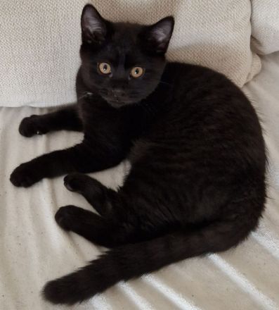Schwarzes Britisch Kurzhaar Kitten (sofortige Abholung möglich)