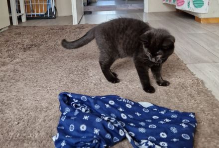 Schwarzes Britisch Kurzhaar Kitten (sofortige Abholung möglich)