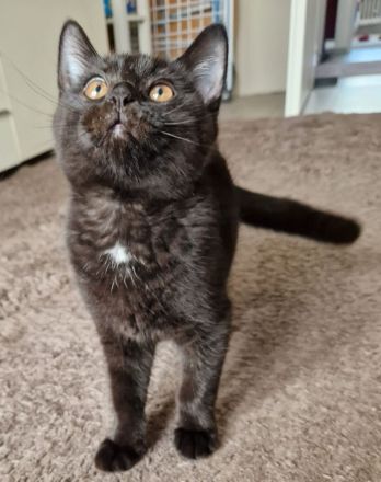 Schwarzes Britisch Kurzhaar Kitten (sofortige Abholung möglich)