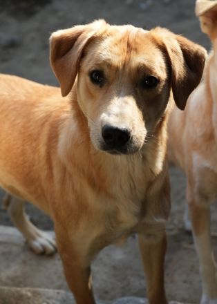 Boston, geb. ca. 07/2023, lebt in GRIECHENLAND, auf einer privaten Pflegestelle