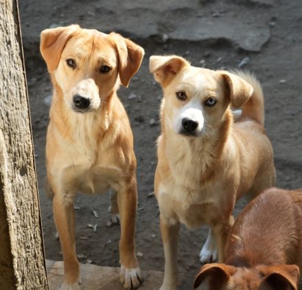 Boston, geb. ca. 07/2023, lebt in GRIECHENLAND, auf einer privaten Pflegestelle