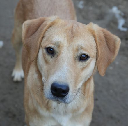 Boston, geb. ca. 07/2023, lebt in GRIECHENLAND, auf einer privaten Pflegestelle