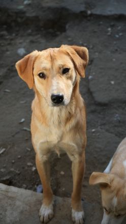 Boston, geb. ca. 07/2023, lebt in GRIECHENLAND, auf einer privaten Pflegestelle