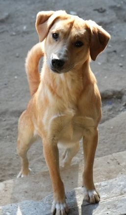 Boston, geb. ca. 07/2023, lebt in GRIECHENLAND, auf einer privaten Pflegestelle