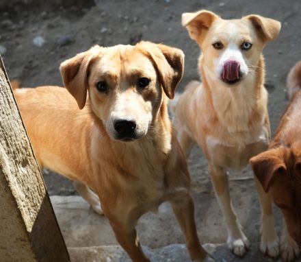 Boston, geb. ca. 07/2023, lebt in GRIECHENLAND, auf einer privaten Pflegestelle