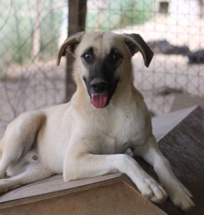 Carlchen, geb. ca. 03/2023, lebt in GRIECHENLAND, im städt. Tierheim Serres