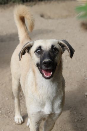 Carlchen, geb. ca. 03/2023, lebt in GRIECHENLAND, im städt. Tierheim Serres