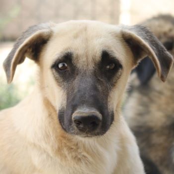 Carlchen, geb. ca. 03/2023, lebt in GRIECHENLAND, im städt. Tierheim Serres