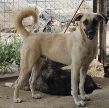 Carlchen, geb. ca. 03/2023, lebt in GRIECHENLAND, im städt. Tierheim Serres