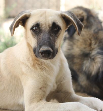 Carlchen, geb. ca. 03/2023, lebt in GRIECHENLAND, im städt. Tierheim Serres
