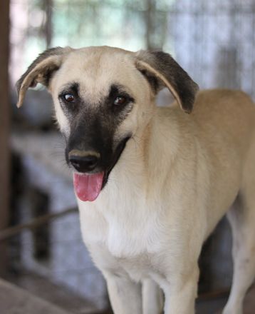 Carlchen, geb. ca. 03/2023, lebt in GRIECHENLAND, im städt. Tierheim Serres