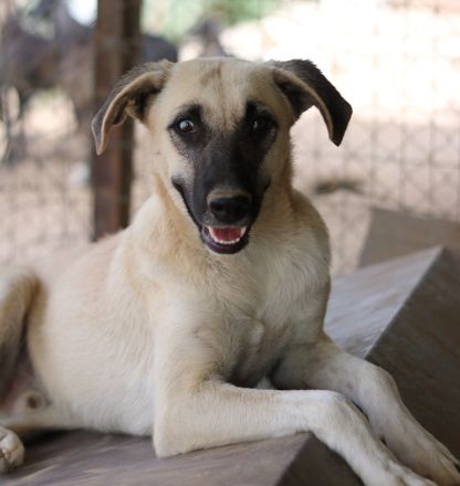 Carlchen, geb. ca. 03/2023, lebt in GRIECHENLAND, im städt. Tierheim Serres