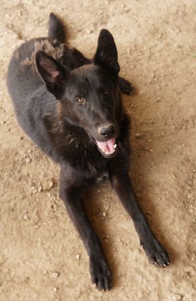 Zanders, geb. ca. 05/2023, lebt in GRIECHENLAND, auf einer privaten Pflegestelle