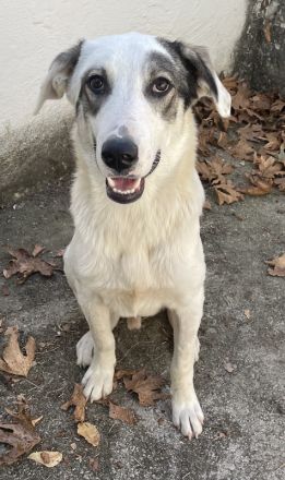 Younis, geb. ca. 02/2023, lebt in GRIECHENLAND, auf einer privaten Pflegestelle