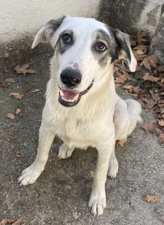 Younis, geb. ca. 02/2023, lebt in GRIECHENLAND, auf einer privaten Pflegestelle