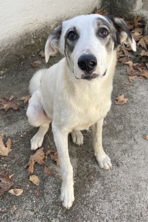 Younis, geb. ca. 02/2023, lebt in GRIECHENLAND, auf einer privaten Pflegestelle