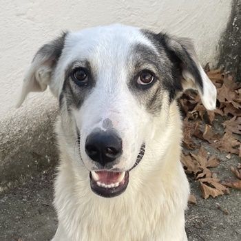 Younis, geb. ca. 02/2023, lebt in GRIECHENLAND, auf einer privaten Pflegestelle