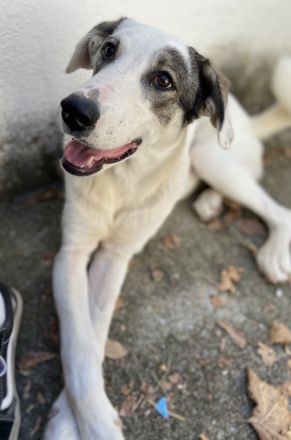 Younis, geb. ca. 02/2023, lebt in GRIECHENLAND, auf einer privaten Pflegestelle