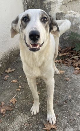 Younis, geb. ca. 02/2023, lebt in GRIECHENLAND, auf einer privaten Pflegestelle