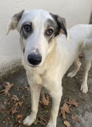 Younis, geb. ca. 02/2023, lebt in GRIECHENLAND, auf einer privaten Pflegestelle