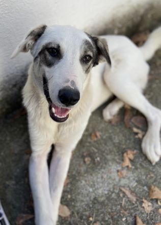 Younis, geb. ca. 02/2023, lebt in GRIECHENLAND, auf einer privaten Pflegestelle