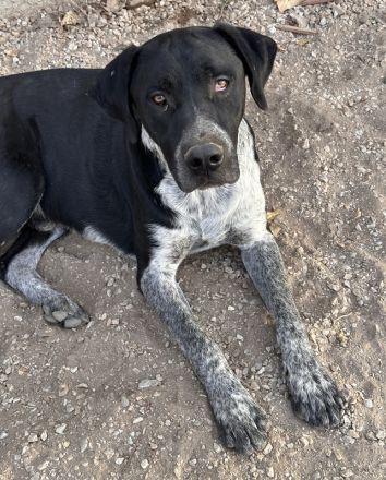 Wilson, geb. ca. 07/2023, lebt in GRIECHENLAND, auf einer privaten Pflegestelle