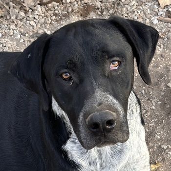 Wilson, geb. ca. 07/2023, lebt in GRIECHENLAND, auf einer privaten Pflegestelle