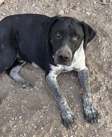 Wilson, geb. ca. 07/2023, lebt in GRIECHENLAND, auf einer privaten Pflegestelle