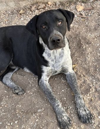 Wilson, geb. ca. 07/2023, lebt in GRIECHENLAND, auf einer privaten Pflegestelle