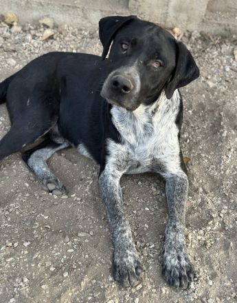 Wilson, geb. ca. 07/2023, lebt in GRIECHENLAND, auf einer privaten Pflegestelle