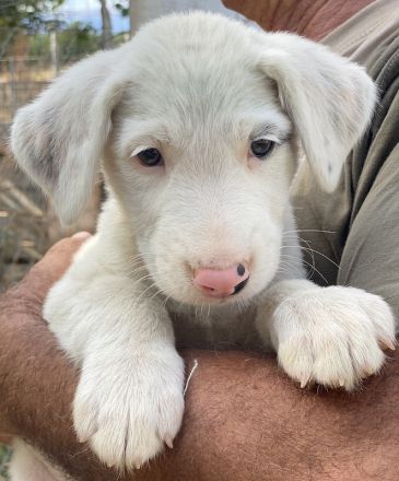 Vunny, geb. ca. 06/2023, lebt in GRIECHENLAND, auf einer privaten Pflegestelle