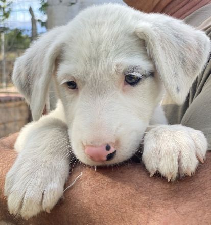 Vunny, geb. ca. 06/2023, lebt in GRIECHENLAND, auf einer privaten Pflegestelle