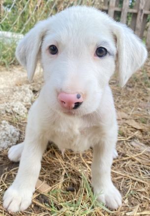 Vunny, geb. ca. 06/2023, lebt in GRIECHENLAND, auf einer privaten Pflegestelle