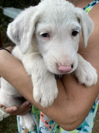 Vunny, geb. ca. 06/2023, lebt in GRIECHENLAND, auf einer privaten Pflegestelle