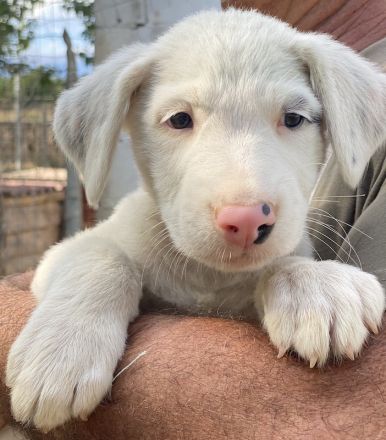 Vunny, geb. ca. 06/2023, lebt in GRIECHENLAND, auf einer privaten Pflegestelle