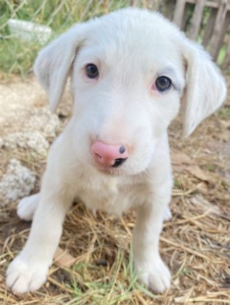 Vunny, geb. ca. 06/2023, lebt in GRIECHENLAND, auf einer privaten Pflegestelle
