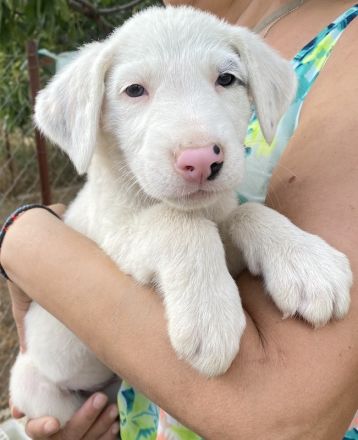 Vunny, geb. ca. 06/2023, lebt in GRIECHENLAND, auf einer privaten Pflegestelle