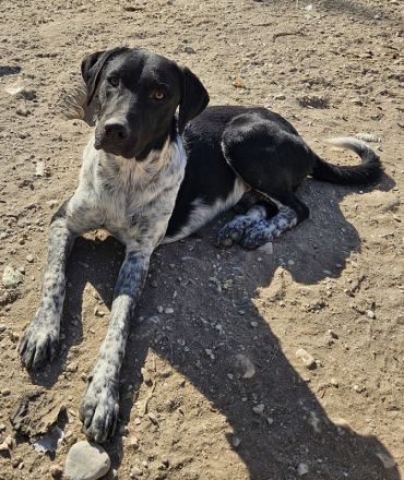 Tinu, geb. ca. 07/2023, lebt in GRIECHENLAND, auf einer privaten Pflegestelle