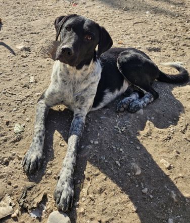 Tinu, geb. ca. 07/2023, lebt in GRIECHENLAND, auf einer privaten Pflegestelle