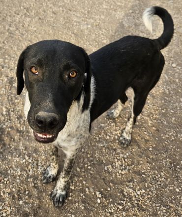 Tinu, geb. ca. 07/2023, lebt in GRIECHENLAND, auf einer privaten Pflegestelle