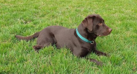 Labrador Deckrüde, braun