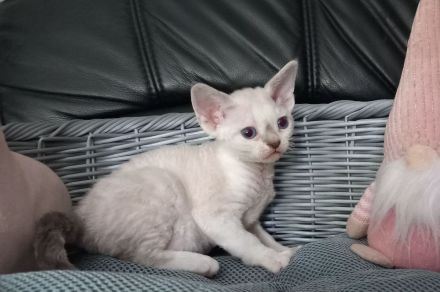 Devon rex-WCF Cattery of Lovely Rascals