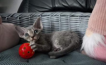 Devon rex-WCF Cattery of Lovely Rascals
