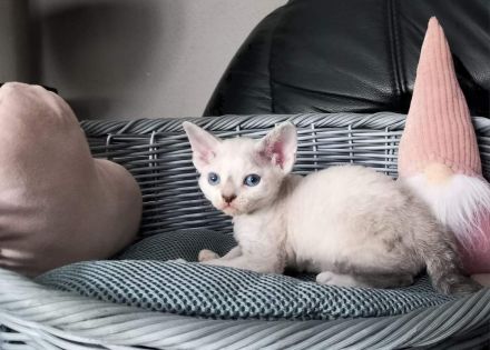 Devon rex-WCF Cattery of Lovely Rascals