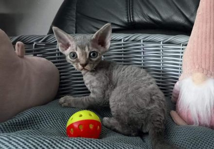 Devon rex-WCF Cattery of Lovely Rascals