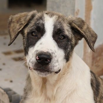 Snickers, geb. ca. 02/2023, lebt in GRIECHENLAND, im städt. Tierheim Serres